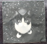 black and white cat looking up