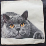blue cat copper eyes